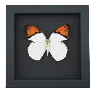 Hebomoia glaucippe Framed Butterfly Great Orange Tip Taxidermy Moonlight Display