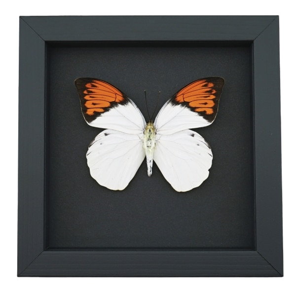 Hebomoia glaucippe Framed Butterfly Great Orange Tip Taxidermy Moonlight Display