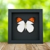 Hebomoia glaucippe Framed Butterfly Great Orange Tip Taxidermy Moonlight Display