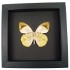 Hebomoia glaucippe Verso Great Orange Tip Framed Butterfly Taxidermy Moonlight Display