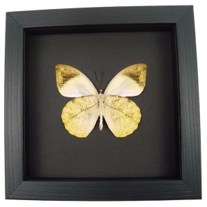 Hebomoia glaucippe Verso Great Orange Tip Framed Butterfly Taxidermy Moonlight Display