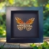 Gulf Fritillary Passion Butterfly Agraulis vanillae verso Framed Moonlight Display