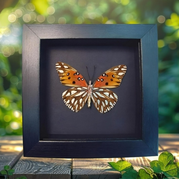 Gulf Fritillary Passion Butterfly Agraulis vanillae verso Framed Moonlight Display