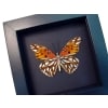 Gulf Fritillary Passion Butterfly Agraulis vanillae verso Framed Moonlight Display