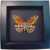 Gulf Fritillary Passion Butterfly Agraulis vanillae verso Framed Moonlight Display