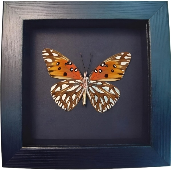 Gulf Fritillary Passion Butterfly Agraulis vanillae verso Framed Moonlight Display