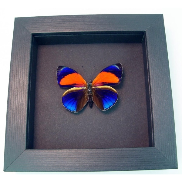 Asterope markii Orange Blue Butterfly Moonlight Display Framed Taxidermy