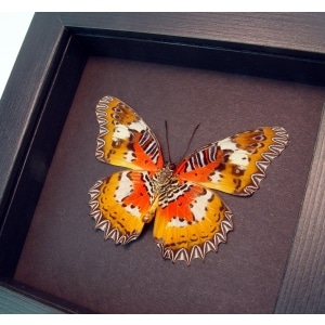 Framed Malay Lacewing Butterfly Cethosia hypsea hypsina Verso Moonlight Display
