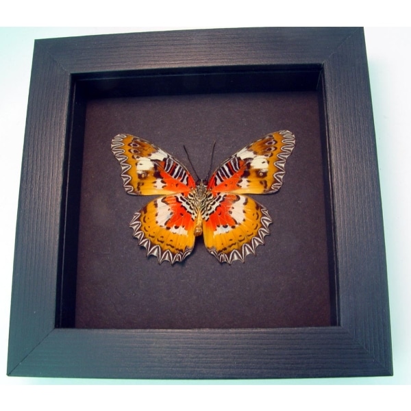 Framed Malay Lacewing Butterfly Cethosia hypsea hypsina Verso Moonlight Display