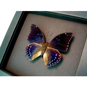 Charaxes mixtus Blue African Butterfly Framed Butterfly Taxidermy Moonlight Display