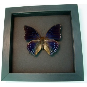 Charaxes mixtus Blue African Butterfly Framed Butterfly Taxidermy Moonlight Display