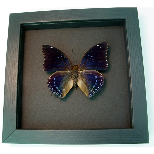 Charaxes mixtus Blue African Butterfly Framed Butterfly Taxidermy Moonlight Display