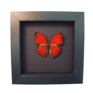 Scalloped Red Glider Butterfly Cymothoe excelsa Framed Moonlight Display