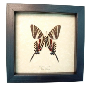 Zebra Swallowtail Butterfly Graphium Marcellus Large verso Framed Taxidermy Display