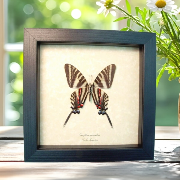 Zebra Swallowtail Butterfly Graphium Marcellus Large verso Framed Taxidermy Display