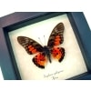 Real Framed Red African Butterfly Graphium rydleyanus Taxidermy Display