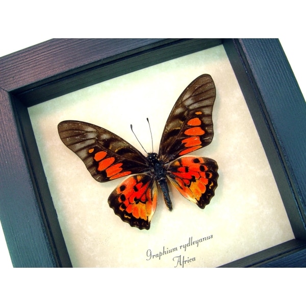 Real Framed Red African Butterfly Graphium rydleyanus Taxidermy Display
