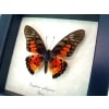 Real Framed Red African Butterfly Graphium rydleyanus Taxidermy Display