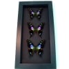 Graphium Weiskei Framed Butterflies Purple Swallowtail Butterfly Collection Moonlight Display