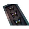 Graphium Weiskei Framed Butterflies Purple Swallowtail Butterfly Collection Moonlight Display