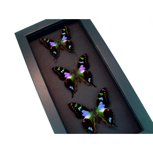 Graphium Weiskei Framed Butterflies Purple Swallowtail Butterfly Collection Moonlight Display