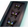 Graphium Weiskei Framed Butterflies Purple Swallowtail Butterfly Collection Moonlight Display