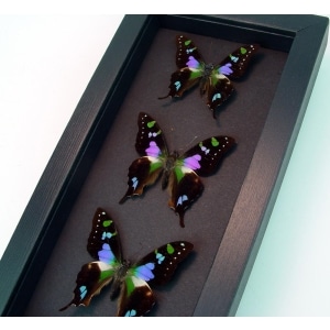 Graphium Weiskei Framed Butterflies Purple Swallowtail Butterfly Collection Moonlight Display