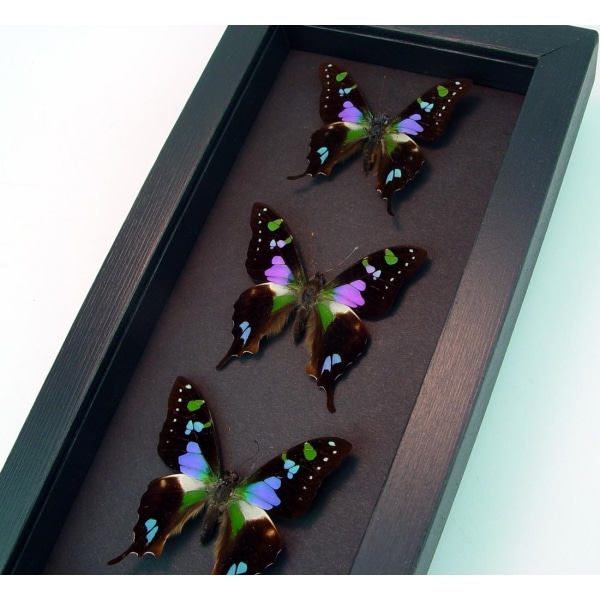 Graphium Weiskei Framed Butterflies Purple Swallowtail Butterfly Collection Moonlight Display