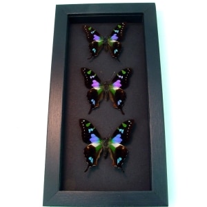 Graphium Weiskei Framed Butterflies Purple Swallowtail Butterfly Collection Moonlight Display