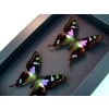 Graphium weiskei Set Swallowtail Butterflies Framed Taxidermy Butterfly Moonlight Display