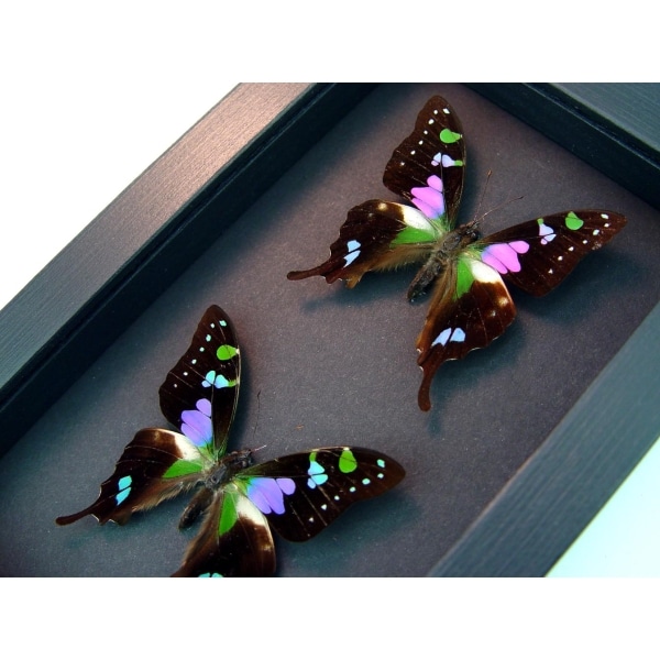 Graphium weiskei Set Swallowtail Butterflies Framed Taxidermy Butterfly Moonlight Display