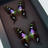 Graphium weiskei Set Swallowtail Framed Taxidermy Butterflies Moonlight Display