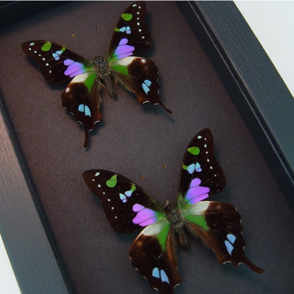 Graphium weiskei Set Swallowtail Framed Taxidermy Butterflies Moonlight Display