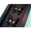 Graphium weiskei Set Swallowtail Butterflies Framed Taxidermy Butterfly Moonlight Display