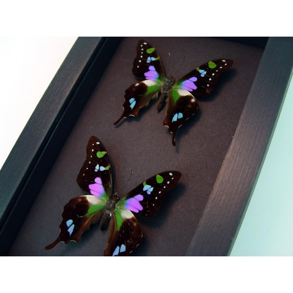Graphium weiskei Set Swallowtail Butterflies Framed Taxidermy Butterfly Moonlight Display
