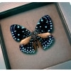 Hamadryas laodamia Starry Night Framed Butterfly moonlight display