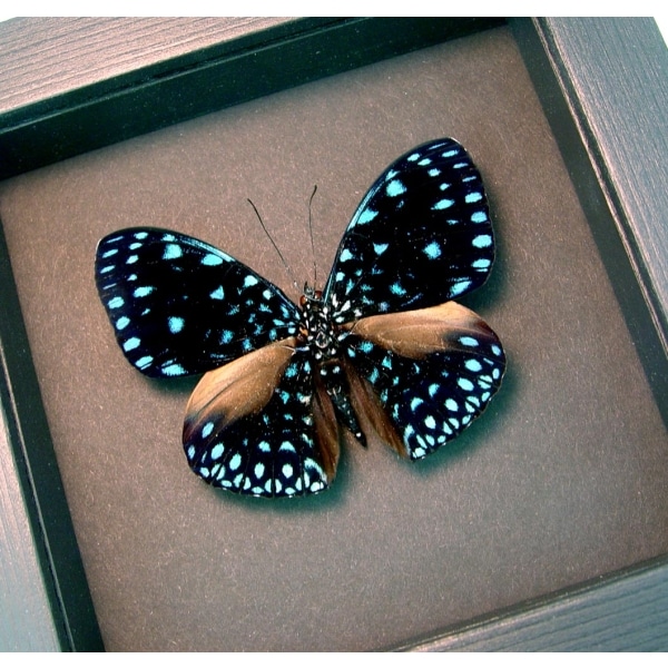 Hamadryas laodamia Starry Night Framed Butterfly moonlight display