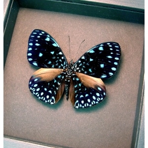 Hamadryas laodamia Starry Night Framed Butterfly moonlight display