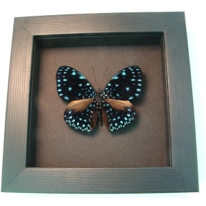 Hamadryas laodamia Starry Night Framed Butterfly moonlight display