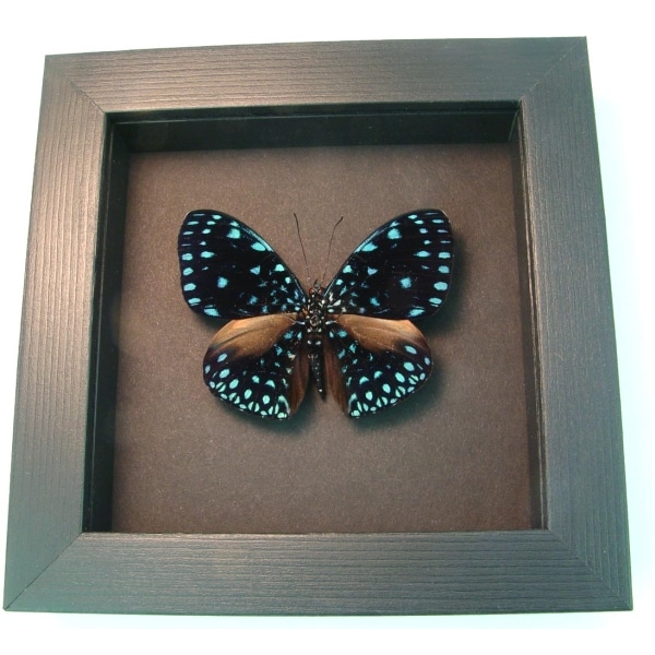 Hamadryas laodamia Starry Night Framed Butterfly moonlight display