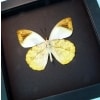 Hebomoia glaucippe Verso Great Orange Tip Framed Butterfly Taxidermy Moonlight Display