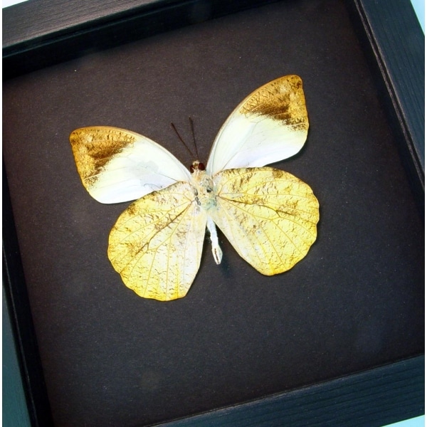Hebomoia glaucippe Verso Great Orange Tip Framed Butterfly Taxidermy Moonlight Display