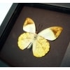 Hebomoia glaucippe Verso Great Orange Tip Framed Butterfly Taxidermy Moonlight Display