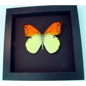 Hebomoia leucippe Vibrant Sulpher Framed Butterfly Taxidermy Moonlight Display