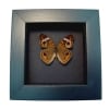 Buckeye Butterfly Junonia Coenia Framed Taxidermy Moonlight Display