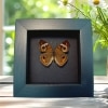 Buckeye Butterfly Junonia Coenia Framed Taxidermy Moonlight Display