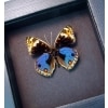 Junonia orithya Blue Pansy Real Framed Butterfly Display Moonlight Display