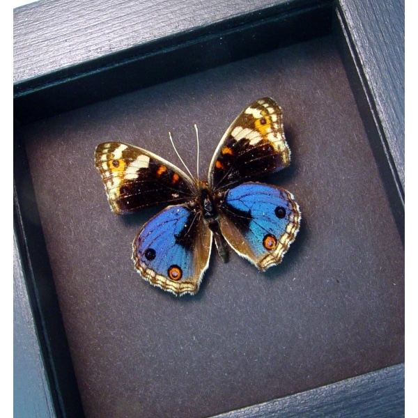 Junonia orithya Blue Pansy Real Framed Butterfly Display Moonlight Display