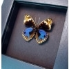 Junonia orithya Blue Pansy Real Framed Butterfly Display Moonlight Display