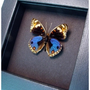 Junonia orithya Blue Pansy Real Framed Butterfly Display Moonlight Display